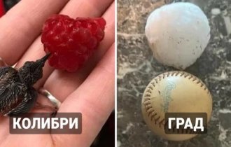 17 удивительных фотографий, которые показывают неожиданные сравнения разных вещей (18 фото)