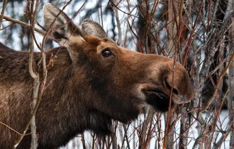 Почему лосю нелегко жить зимой: 9 особенностей из жизни «сохатого» (10 фото)