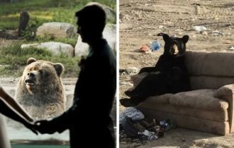 Случайные встречи с медведями (30 фото)