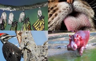 Удивительные и малоизвестные факты о всем известных представителях фауны (13 фото)