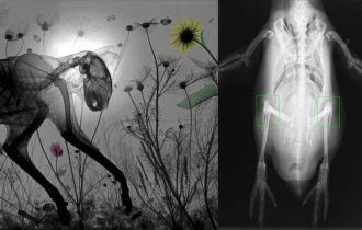 17 жутковатых рентгеновских снимков животных (19 фото)