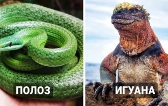 Fantastic beasts: 18 unusual reptiles (19 photos)