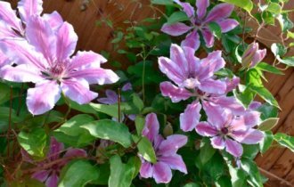 When and how to plant clematis (17 photos)