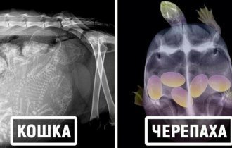 16 удивительных рентгеновских снимков беременных животных (17 фото)