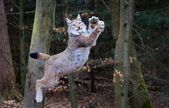 European lynx: how do they hunt deer 5 times their size? (11 photos)