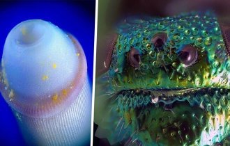 Под микроскопом, или невероятные снимки живых существ (21 фото)