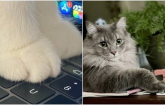 20+ фото мягких кошачьих лапок, которые избавят вас от стресса (30 фото)