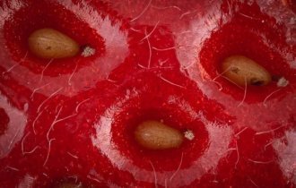 The world through a microscope: interesting macro photographs (19 photos)