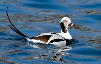 Морянка: красивая и изящная птица (7 фото)