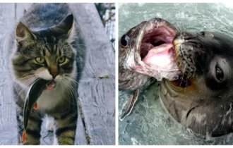 Clever fishermen (18 photos)