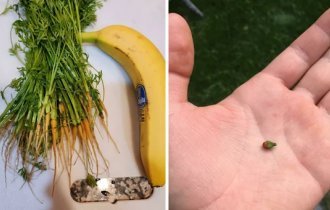 27 садоводов, которых ждал богатый урожай разочарования (28 фото)