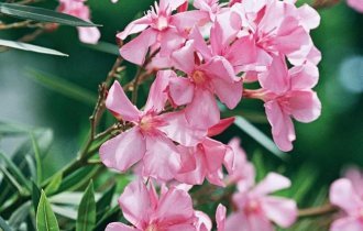 14 самых опасных растений в мире, которых обязательно следует остерегаться (15 фото)