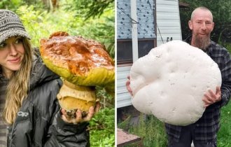 19 mushroom pickers who were lucky (20 photos)