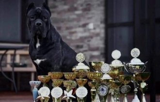 Cane Corso is a powerful fighting breed of dark-colored dog (29 photos)