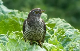 Чому зозуля не висиджує свої яйця? (5 фото)