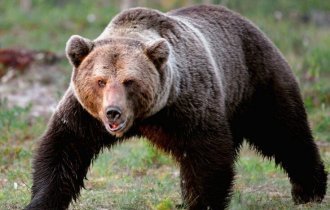 Бурый медведь (11 фото + 1 видео)
