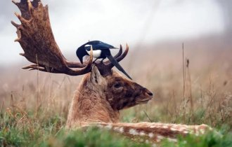 Зверские фото (20 фото)