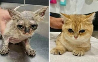 30 вдохновляющих фото кошек и котят до и после спасения (31 фото)