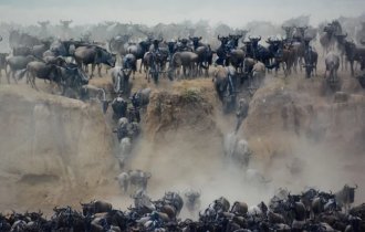Голубой  гну: Собираются в многотысячные стада и совершают особый  «танец», который учёные не могут объяснить (10 фото)