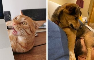 Непослушные собаки и коты, отрицающие все правила (15 фото)