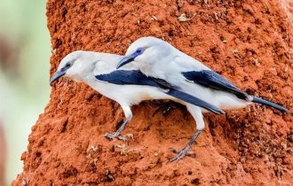 Кустарниковые  вороны: Они живут под «природным колпаком» на крошечной  территории и не могут выйти за его пределы.  Что это за колпак такой? (9 фото)