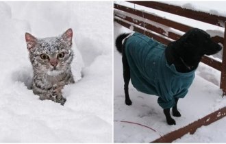 20 photos of animals in the snow that teach us to enjoy the little things (21 photos)