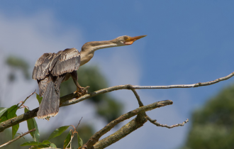 Американская змеешейка: «Сломанная» в 2 местах шея позволяет птице бить настолько мощно, что пробивает рыбу насквозь (9 фото)