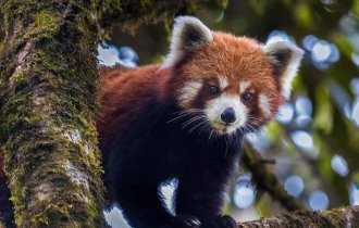 Красная панда или огненная лиса (2 фото + 1 видео)