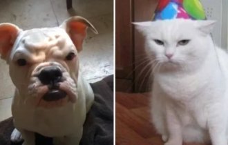 17 funny tailed animals whose emotions will make anyone smile (18 photos)