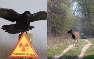 Animals in the Chernobyl nuclear power plant area (11 photos)