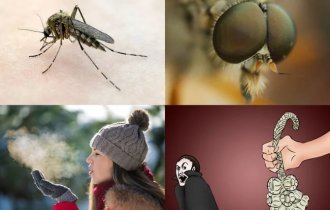 Избирательные кровососущие: как комары выбирают жертв (5 фото)