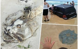 20 чумовых находок, которые люди случайно обнаружили на пляже (18 фото)