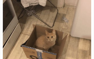 Коты и коробки созданы друг для друга (40 фото)