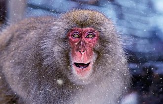 Немного о жизни японских макак (13 фото)