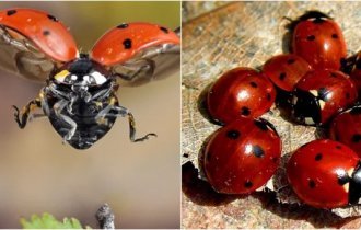 Cannibalism and endurance: what else are ladybugs capable of (7 photos)