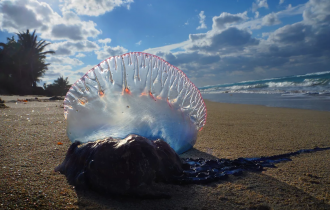 Португальский кораблик: Страх туриста №1. Всё что нужно знать о ядовитой морской медузе (9 фото)