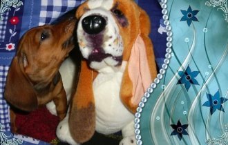 Готовьте свои мимиметры! Сейчас вы будете умиляться! (25 фото)