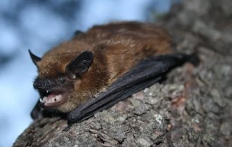 Поздний кожан: летучая мышь делает детей так, как ни одно другое млекопитающее в мире (6 фото)