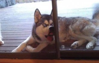 Животные, которые не были готовы к фотосессии (25 фото)