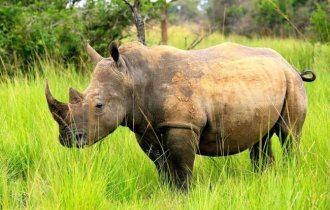 С юмором о носорогах (9 фото)