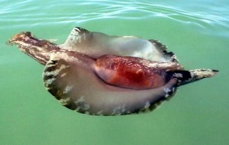 Морской  заяц: Мегаслизень с опасными химикатами. Удивительно,  но в этом здоровяке всего лишь 20.000 нейронов (7 фото)