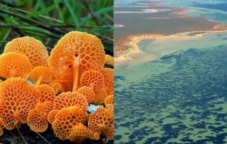 Найдено самое большое растение на Земле (6 фото)