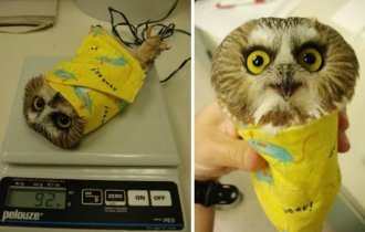 How different animals are weighed (9 photos)