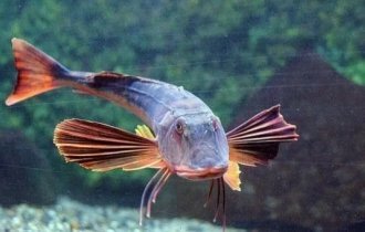 Trigla: Screaming fish with "crab legs". Cool monster from the Black Sea (8 photos)