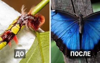 Удивительные бабочки могут быть прелестны и в образе гусеницы (13 фото)