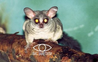 Галаго: Магваи из фильма «Гремлины» в реале. Крошечные приматы, которых невозможно найти (9 фото)