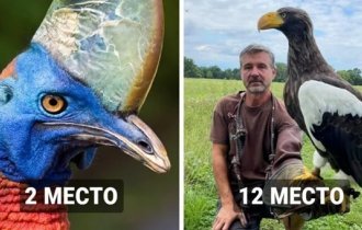 17 largest birds on the planet that do not hesitate to demonstrate power and strength (18 photos)