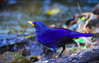 Лиловый дрозд: Синяя птица счастья действительно существует! Как живёт символ удачи и благополучия? (9 фото)