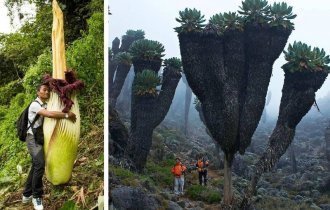 11 растений-великанов, которые потрясают воображение (25 фото)
