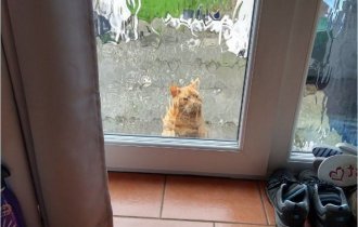 Мой дом, не мой кот: фото о котах, которые гуляют по чужим домам (14 фото)